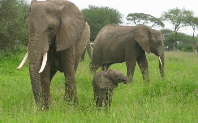 Dar Es Salaam: Mikumi Ulusal Parkında Gecelik Safari